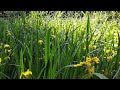 The sound of a buzzard, city park, yellow irises, white noise asmr