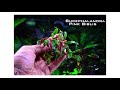 26 Bucephalandra Plant Species
