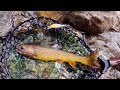 ①太古のイワナを求めて！渓流釣りキャンプの冒険①【4K】　ancient char in a Japanese mountain stream