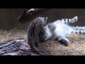 Snow leopard cub plays with mom