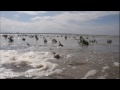 Marée montante en baie d' Authie