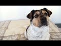 My Dog's Vlog