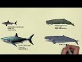 Prehistoric vs Modern Ancestor Animals Size Comparison