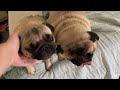 Waking Up with Pugs: Murphy’s Morning Surprise ft. Paddington #PugLife #MorningRoutine #PugCuteness