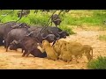 Lions vs Buffalo: Apex Predator's Painful Defeat? | Nature and Animal Documentaries