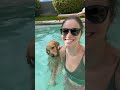 how oatmeal learned to stand up in the pool! #PoolTime #SmartDog #summervibes