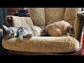 Cat and Dog First Cuddles #shorts | Tundra and Pike #cat #dog #cuddles