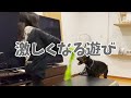 ドーベルマンを片手でコントロールする長女