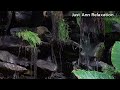 Trickling water sounds 3 hours | Calming waterfall stream for relaxation,sleeping,Asmr