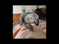 Smart And Funny Parrots Parrot Talking Videos Compilation (2024) - Cute Birds #37