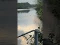 Coot fight at the ok canal