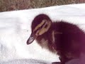 Fluffy Mallard Duckling with curious Miniature Schnauzer