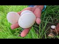 WOW! unique amazing I found many large duck eggs in the rice paddies of the fields.