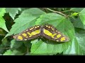 Schmetterlinge -  butterflies in 4K