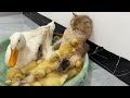 The most amazing animals in the world! Ducklings looking for cat sleeping. Funny mother duck.pet
