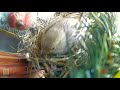 Birds hatching and feeding babies