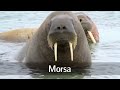 Sea animals in spanish for children (with videos)