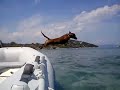 Hilarious Dachshund on Holiday