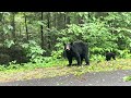 4 Bears = An Incredible Animal Encounter