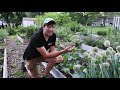 5 Reasons Your Squash Plants Are Only Producing Male Flowers