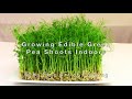 How to Grow Green Peas Microgreens - Without Soil - Plus Pea Shoots Stir-fry 豌豆苗种植