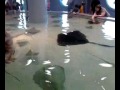 Adam and Yesenia feeding stingrays in Kemah 02-20-11