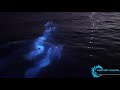 Dolphins Playing in Bioluminescence - Red Tide Off Newport Beach and Laguna Beach