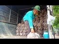 The process of harvesting jicama from the countryside to the city in Vietnam