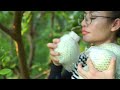 FULL VIDEO: 5 Years of fruit production, huge custard apple harvest, wonderful rural life