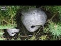 Silly Bald Faced Hornets Song with Natural Sounds