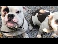 Episode:2  My Dogs สัตว์เลี้ยงของฉัน#ใครว่าเลี้ยงหมาอารมณ์จะดี#Pitbull#Bully