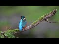 Juvenile Kingfisher Feeding