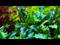 Planted Aquarium | Freshwater plants | Bucephalandra