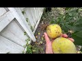 Planting Fruit Trees Too Close, See What Happens