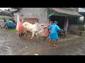 walking in heavy rain ||  Indonesian countryside