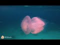 Beauty of Jelly Fish. Music for relaxation. Relaxing and Calming music. Calming music. Soothing