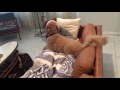 Wild standard poodle and goldendoodle rough play