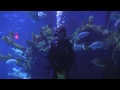 Aquarium at The Living Seas Epcot,Walt Disney World, Diver feeding the Rays