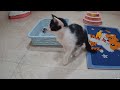 Funny Cat Video Compilation😹World's Funniest Cat Videos😼Funny Cat Videos Try Not To Laugh😺