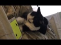 Cat playing iPhone games