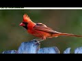 30 Birds Name with Pictures | Fun Learning Video for Kids | Happy Kids TV