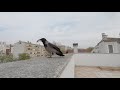 Grey hooded crow