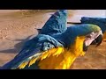 ARARA❤️🦜Brasil #arara #brasil #pássaros #bird