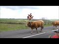 la journée de transhumance à Aubrac du 26 Mai 2024