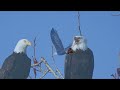 Lake Sammamish bald eagles, pair#3 calling out, greeting each other.