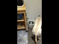 Yellow Lab dinner time