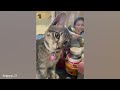 Try not to laugh at these Funny CATS and KITTENS 2024 😹