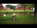 big dog labrador running in the park by the pond