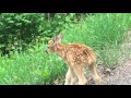 Wisconsin buck fawn.