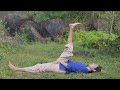 Easy Yoga Asanas & Pranayama | 30 Minutes | Hatha Asanas & Anulom Vilom Pranayama